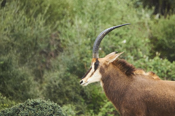 Sable antelope (Hippotragus niger), portrait, in the dessert, captive, distribution Africa