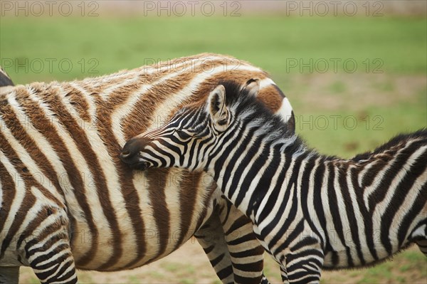 Plains zebra (Equus quagga) foal, portrait, captive, distribution Africa