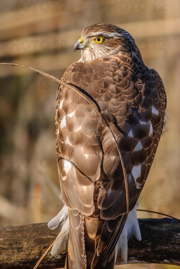 Young eurasian sparrowhawk (Accipiter nisus) resting on a branch in the sun, Bas-Rhin, Alsace, Grand Est, France, Europe