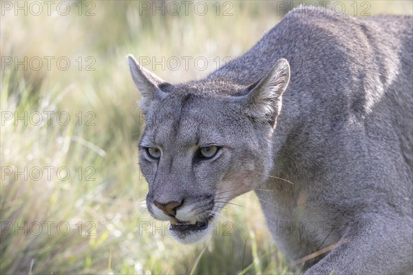 Cougar (Cougar concolor), silver lion, mountain lion, cougar, panther, small cat, animal portrait, Torres del Paine National Park, Patagonia, end of the world, Chile, South America