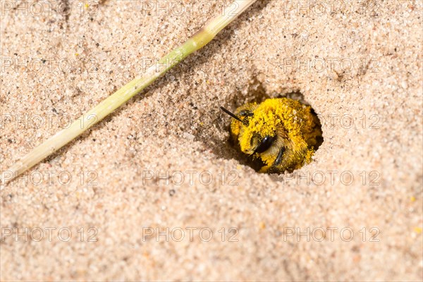 Pantalon bee (Dasypoda hirtipes) (Dasypoda plumipes) (Dasypoda altercator), female, wild bee looks out of nesting tube covered with pollen in sandy soil, macro photograph, close-up, Mecklenburg-Western Pomerania, Germany, Europe