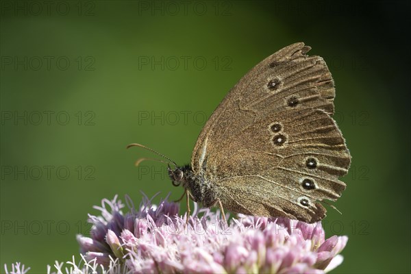 Ringlet (Aphantopus hyperantus), Gahlen, North Rhine-Westphalia, Germany, Europe