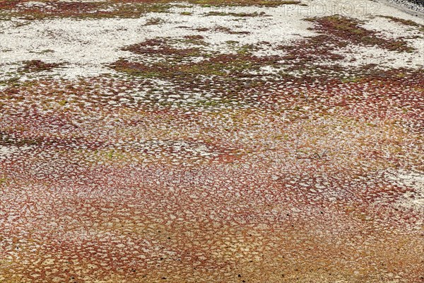 Sea salt extraction, salt marsh, close-up, Janubio salt flats, Salinas de Janubio, Lanzarote, Canary Islands, Spain, Europe