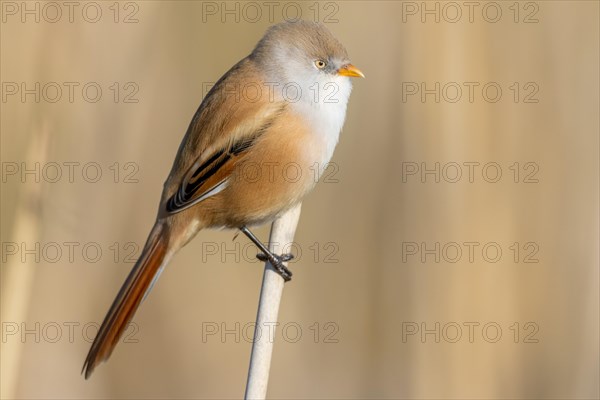 bearded tit