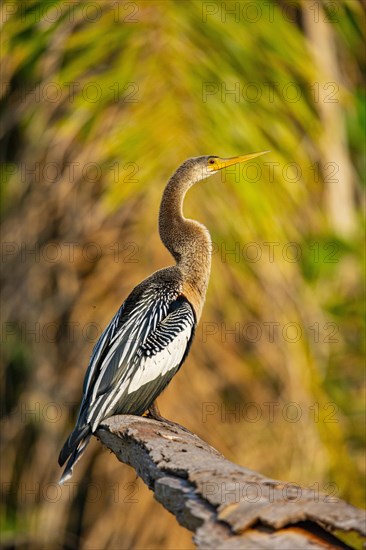 American darter (Anhinga anhinga) Pantanal Brazil