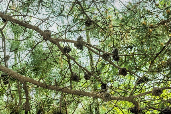 Branches of evergreen tree with abundance of pine cones in Goseong, South Korea, Asia