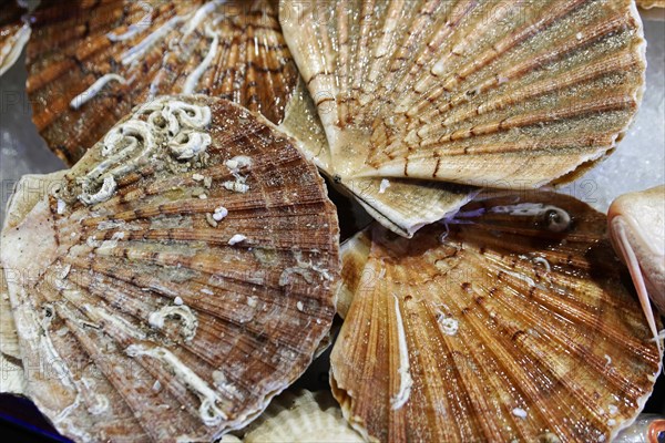 Scallops, Campo de la Pescaria fish market, Rialto market, San Polo neighbourhood, Venice, Veneto, Italy, Europe