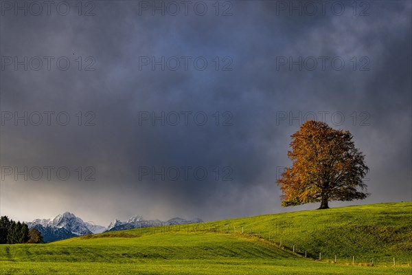 Old beech (Fagus) with autumn leaves on a green meadow with soft morning light and Allgaeu mountains in the background, Hopfen am See, Ostallgaeu, Swabia, Bavaria, Germany, Europe