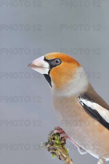 Hawfinch (Coccothraustes coccothraustes), male, sitting on a branch covered with moss, North Rhine-Westphalia, Germany, Europe