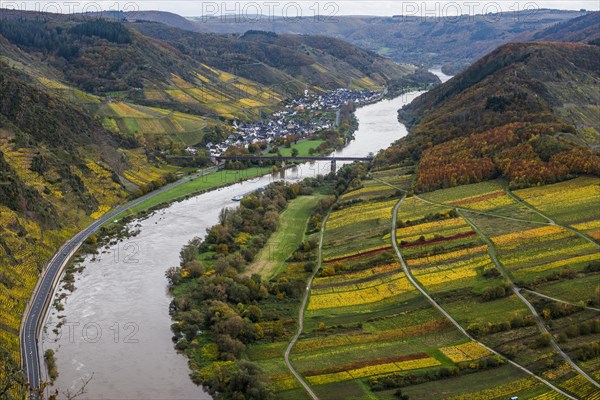 Vineyards and Moselle bend in autumn colours, Bremm, Moselle, Rhineland-Palatinate, Germany, Europe