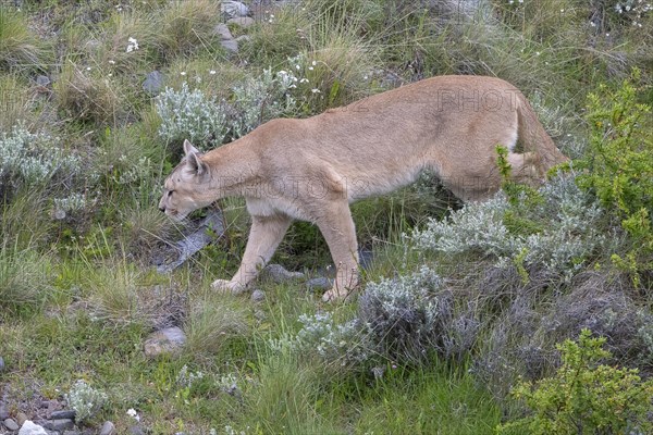 Cougar (Cougar concolor), silver lion, mountain lion, cougar, panther, small cat, Torres del Paine National Park, Patagonia, end of the world, Chile, South America