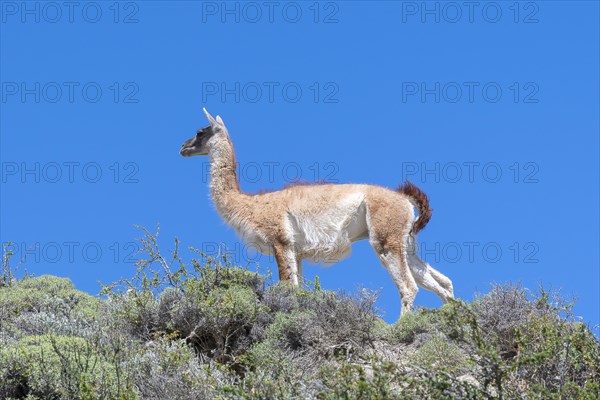 Guanaco (Llama guanicoe), Huanako, Torres del Paine National Park, Patagonia, End of the World, Chile, South America