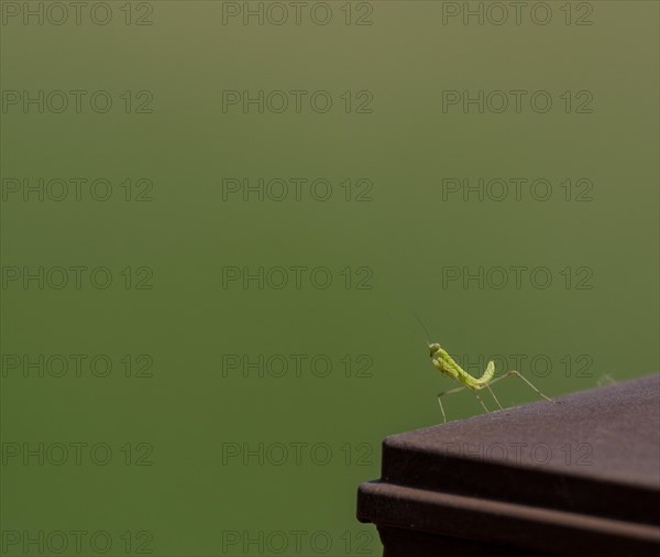 Closeup of baby praying mantis posing for camera on a wooded fence post with a blurred out background