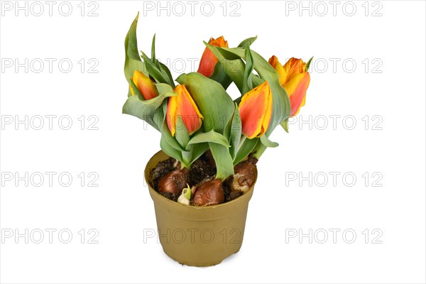 Orange and yellow tulip flowers 'Tulipa Flair' in flower pot on white background