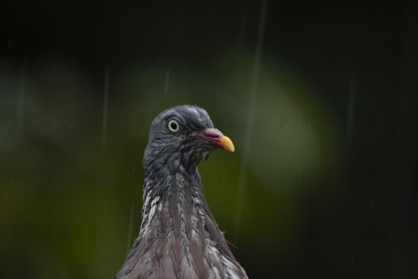 Wood pigeon (Columba palumbus) adult bird soaking wet in a rain storm, Suffolk, England, United Kingdom, Europe