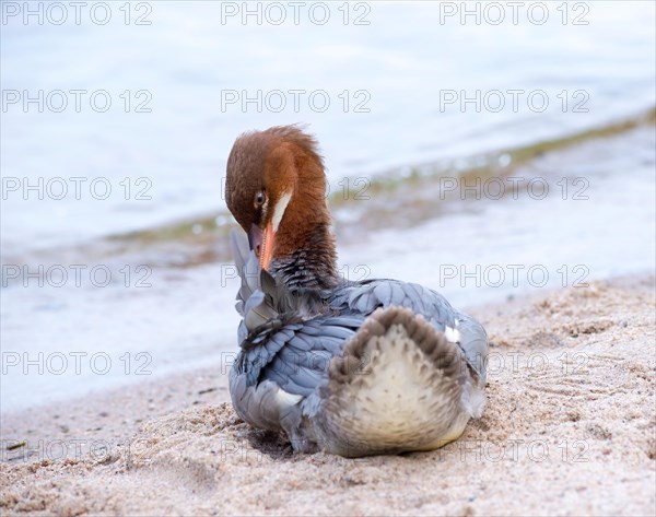 Goosander (Mergus merganser merganser), female, standing in the sand on the shore and preening her feathers, beach, Lake Schwerin, Mecklenburg-Western Pomerania, Germany, Europe