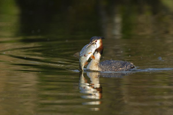 Great crested grebe (Podiceps cristatus) adult bird carrying a large fish in its beak on a river, Norfolk, England, United Kingdom, Europe
