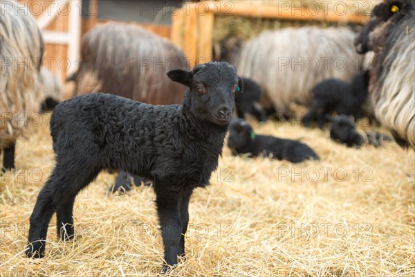 Newborn black lamb standing on straw, grey horned Heidschnucken (Ovis gmelini aries) or Lueneburger Heidschnucken, several dams with dark head and long fur and other lambs lying and standing in the background, curiosity, Schnucken stable Amelinghausen, Lueneburg Heath nature park Park, Lower Saxony, Germany, Europe