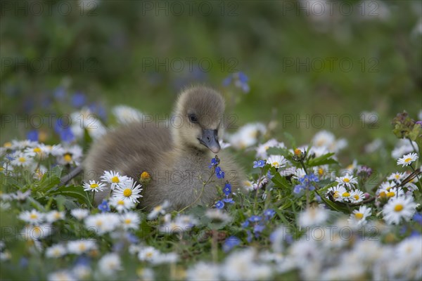 Greylag goose (Anser anser) juvenile baby gosling bird amongst Daisy and Speedwell spring flowers, Norfolk, England, United Kingdom, Europe