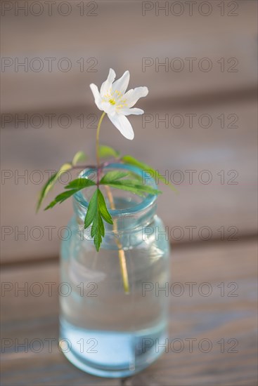 Wood anemone (Anemone nemorosa), softly illuminated white flower stands in a small vase on a wooden table, April, spring, early bloomer, close-up, macro shot, Lower Saxony, Germany, Europe