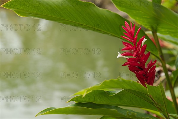 Orchid and bromeliad flower beds in botanical garden, selective focus, copy space, malaysia, Kuching orchid park