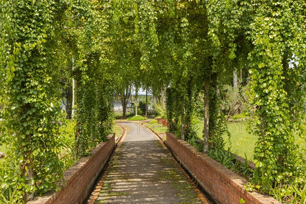 Palm collection in city park in Kuching, Malaysia, tropical garden with large trees and lawns, pergola, gardening, landscape design. Daytime with cloudy blue sky, Asia