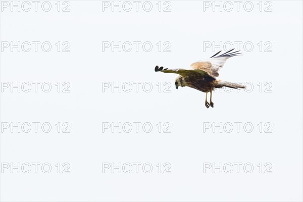 Western marsh-harrier (Circus aeruginosus), Emsland, Lower Saxony, Germany, Europe