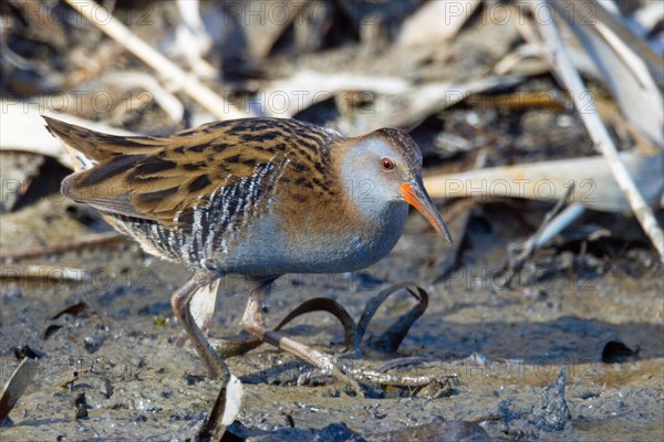 Water rail