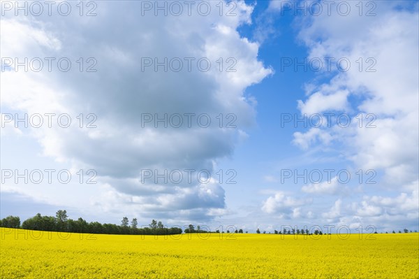 Rapeseed field, rapeseed (Brassica napus) in bloom, blue sky, white clouds, Thuringia, Germany, Europe