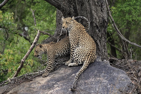 Leopard (Panthera pardus), adult with young, observed, alert, sitting, on rocks, Sabi Sand Game Reserve, Kruger NP, Kruger National Park, South Africa, Africa