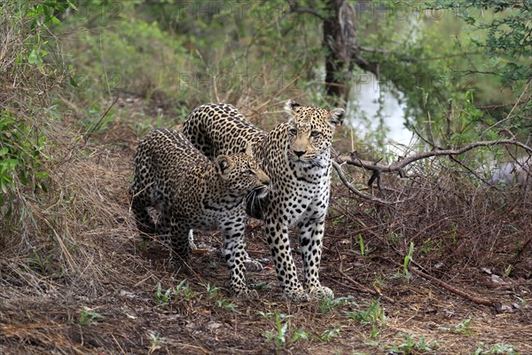 Leopard (Panthera pardus), adult, young, alert, Sabi Sand Game Reserve, Kruger NP, Kruger National Park, South Africa, Africa