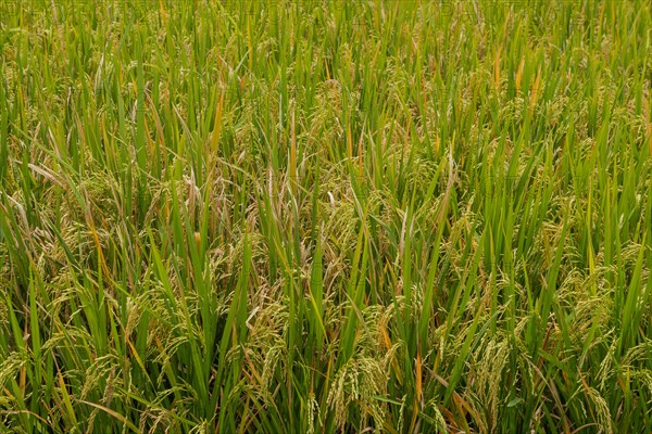 Green rice background, fields in countryside, Ubud, Bali, Indonesia, green grass. Travel, tropical, agriculture, Asia