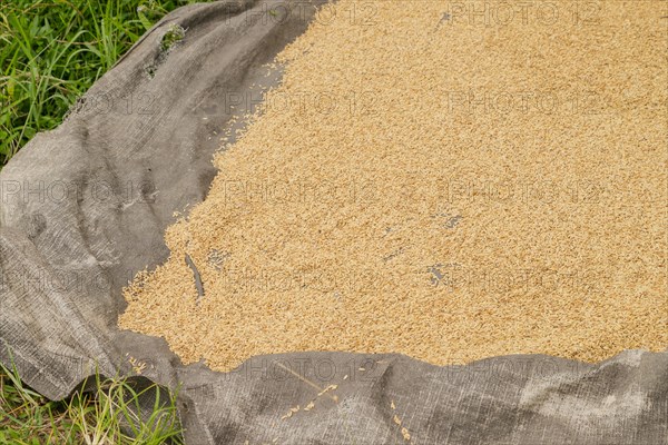 Ripe rice grains, Ubud, Bali, Indonesia. Travel, tropical, agriculture