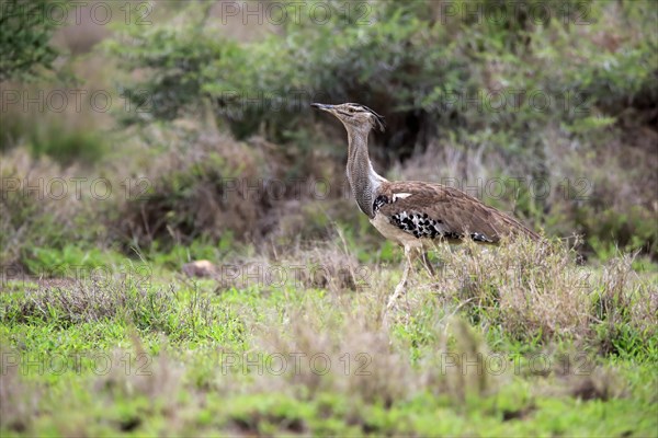 Kori bustard (Ardeotis kori), adult, foraging, vigilant, Kruger National Park, Kruger National Park, South Africa, Africa