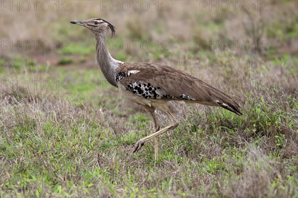 Kori bustard (Ardeotis kori), adult, running, foraging, vigilant, Kruger National Park, Kruger National Park, South Africa, Africa