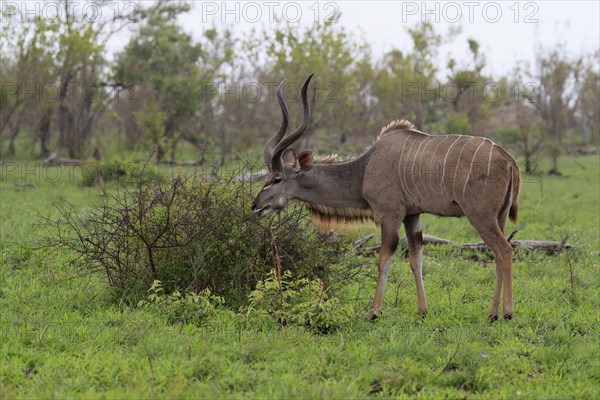 Greater Kudu, zambezi greater kudu (Strepsiceros zambesiensis), adult, male, foraging, feeding, Kruger National Park, Kruger National Park, South Africa, Africa