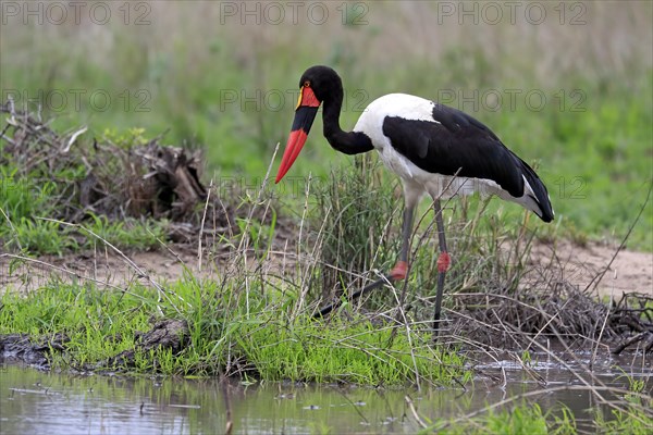 Saddle-billed stork (Ephippiorhynchus senegalensis), adult, foraging, in the water, Kruger National Park, Kruger National Park, South Africa, Africa