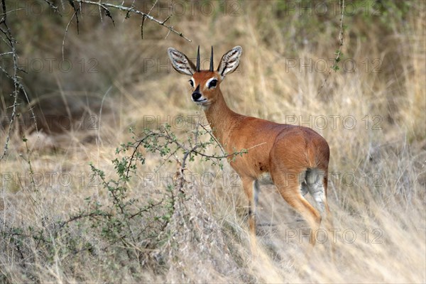 Steenbok (Raphicerus campestris), adult, male, foraging, vigilant, dwarf antelope, Kruger National Park, Kruger National Park, South Africa, Africa