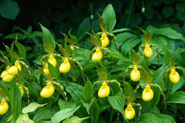 Beautiful orchid flowers of yellow color with green leaves in the garden. Lady's-slipper hybrids. Close up