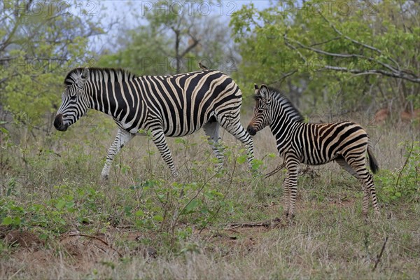 Burchell's zebra (Equus quagga burchelli), adult, female, young animal, mother with young animal, foraging, Kruger National Park, Kruger National Park, South Africa, Africa