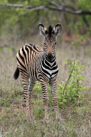 Burchell's zebra (Equus quagga burchelli), young animal, alert, Kruger National Park, Kruger National Park, South Africa, Africa