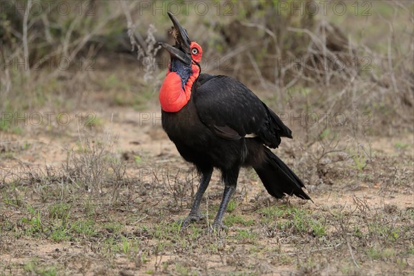 Southern ground hornbill (Bucorvus leadbeateri), adult, foraging, feeding, with prey, Kruger National Park, Kruger National Park, South Africa, Africa