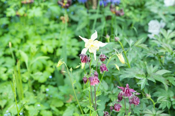 Beautiful columbine or aquilegia flowers of yellow and purple color in the garden