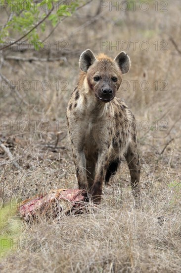 Spotted hyena (Crocuta crocuta), adult, with prey, Sabi Sand Game Reserve, Kruger National Park, Kruger National Park, South Africa, Africa