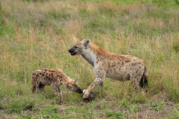 Spotted hyena (Crocuta crocuta), adult, young animal, mother with young animal, social behaviour, Kruger National Park, Kruger National Park, South Africa, Africa