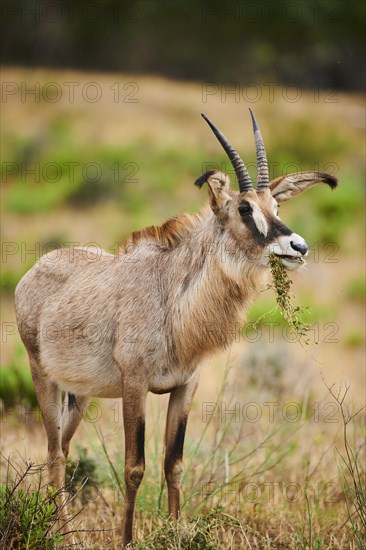 Roan Antelope (Hippotragus equinus) in the dessert, captive, distribution Africa