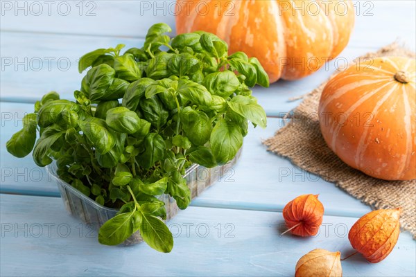 Microgreen sprouts of basil with pumpkin on blue wooden background. Side view, close up