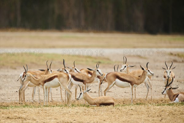 Springbok (Antidorcas marsupialis) herd in the dessert, captive, distribution Africa