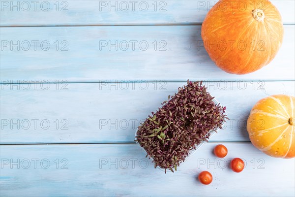 Microgreen sprouts of purple amaranth with pumpkin on blue wooden background. Top view, flat lay, copy space