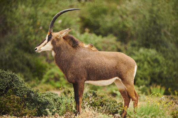 Sable antelope (Hippotragus niger) in the dessert, captive, distribution Africa